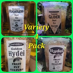 Fruit Fly Culture 4Pack Variety Live Flightless Turkish Gliders Golden and Hydei