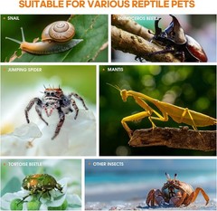 Jumping Spider Enclosure Insect Terrarium Bug Cage Acrylic Terrarium Tarantula