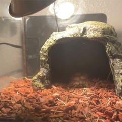 Reptile Rock Hideout CaveTortoise Hide CavesResin Hides ShelterReptile Green …