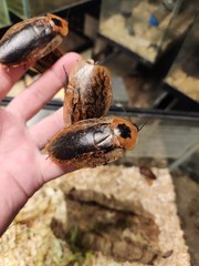 12 Count Peppered Roach Large Pet Feeder Roaches Fast 2 Day Ship Small Nymphs