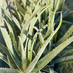 8″ Aloe Vera Barbadensis Miller Cactus Live Plant Edible Ayurvedic Medicinal