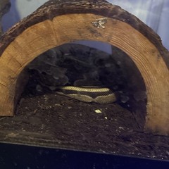 Ball python with complete home setup,hideouts and food also included!!