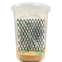 Live Hornworms | ½–1 Inch Size | Feeder Insects | FAST FREE SHIPPING