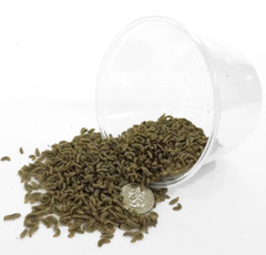 Wholesale Live BSFL