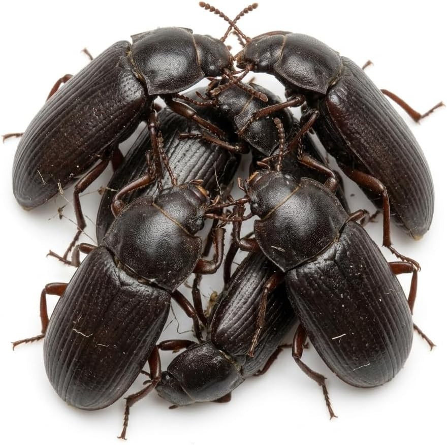 TC INSECTS Mealworm Adult Darkling Beetles Live Feeders for Reptiles Birds & Am