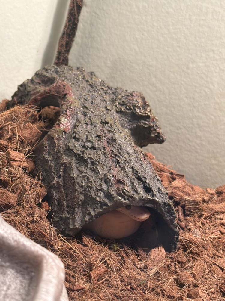 Medium Reptile Hideout – Brown Bark Bends Terrarium Decor for Secure Nesting
