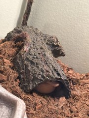 Medium Reptile Hideout – Brown Bark Bends Terrarium Decor for Secure Nesting
