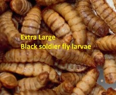 Extra large live Black Soldier Fly Larvae feeders 10% off spring and summer sale
