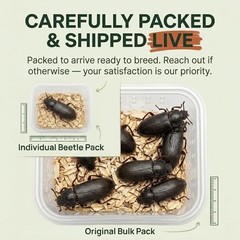 TC INSECTS Mealworm Adult Darkling Beetles Live Feeders for Reptiles Birds & Am