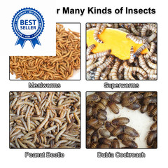 Mealworm Breeding Kit,Prevent Escape Mealworms 1 Count (Pack of 1)