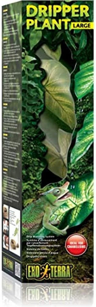 Dripper Plant, Large