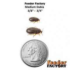 Dubia Roaches – 4 different sizes – Adult Males and Females – FREE SHIPPING