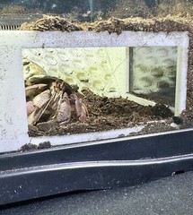 Hermit Crab Tank Decor Corner Underground Hideout Cave Hide Decoration Supplies
