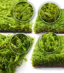 Live Moss 4-Pack (Each 3.5″x7″) – Real Mixed Moss for Terrariums, Reptile