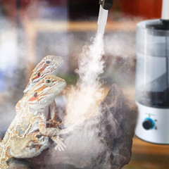 Reptile Humidifier Fogger, 4L Cool Mist Fog Mister with Tube for Tortois