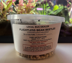 🪲 Live Bean Beetle Cultures – Just $10! 🪲