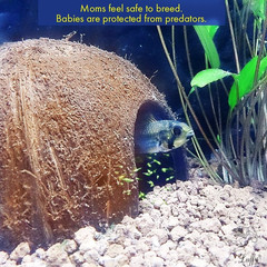 Coconut Hut for Crested Gecko, 5X3 Inches Reptile Climbing Hide, Leopard Gecko T
