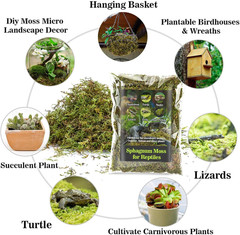 Sphagnum Moss for Reptiles – Terrarium Reptiles Moss Green Dried Peat Moss Habit
