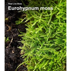 Live Moss Terrariums & Reptiles Humidity Support Natural Growth 2 Pieces New