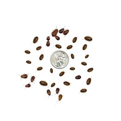 Dubia Roaches (SMALL 1/4″ Inch) – Live Feeder Insects for Reptiles