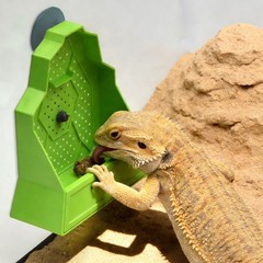 Reptile Feeding Bowl, Feeder for Reptile, Reptile Corner Feeder with Suction Cup