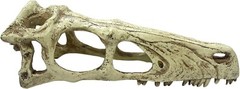 Komodo Raptor Skull – XLarge