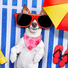 50 PCS Paw Print Dog Bandana Triangle Bibs 19.7×13.8×13.8 Inch