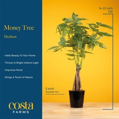 Costa Farms Money Tree (Pachira Aquatica) Live Indoor Bonsai-Style Plant, 12-…