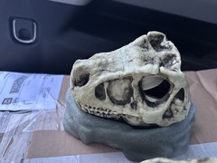 Reptiles Habitat accessories Food & Water Bowl Skulls Comes without Boxes