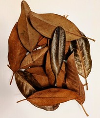 Dried Magnolia Leaf Litter 1 Quart (bioactive, shrimp, inverts)