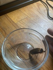 Dubia Roaches Male 25 Count Heat Pack Included!!!!