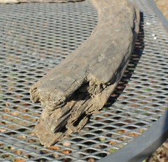DRIFTWOOD natural Terrarium Taxidermy Art/craft Reptile beach home/garden Decor