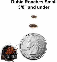 Dubia Roaches Small 3/8″ and Under Qty:50-500 Bag USPS Free & FedEx shipping