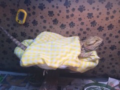 CHECKERED YELLOW LRG RESTING BED SET COVER ONLY NO FRAME BED 4 BEARDED DRAGON