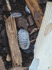 14+1 ct Nesodillo archangeli ‘Shiro Utsuri’ Isopods