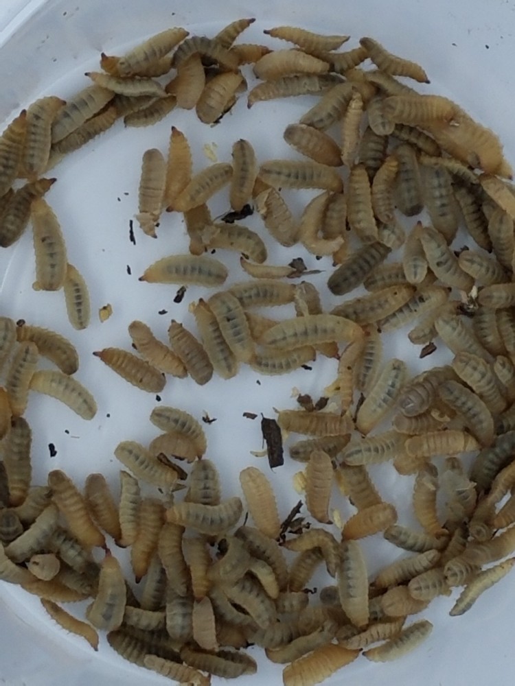 250 Medium Live Black Soldier Fly Larva Phoenix Worms , BSF Free Shipping