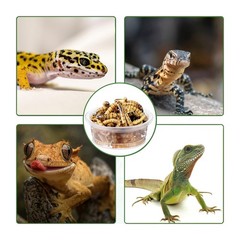 ANCKNE 200 pcs 0.5oz Crested Gecko Food and Water Feeding Cups | Transparent