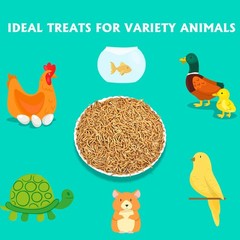 Dried Mealworms 10LB Pure Natural NonGMO Mealworms for Chicken Ducks and Wild…