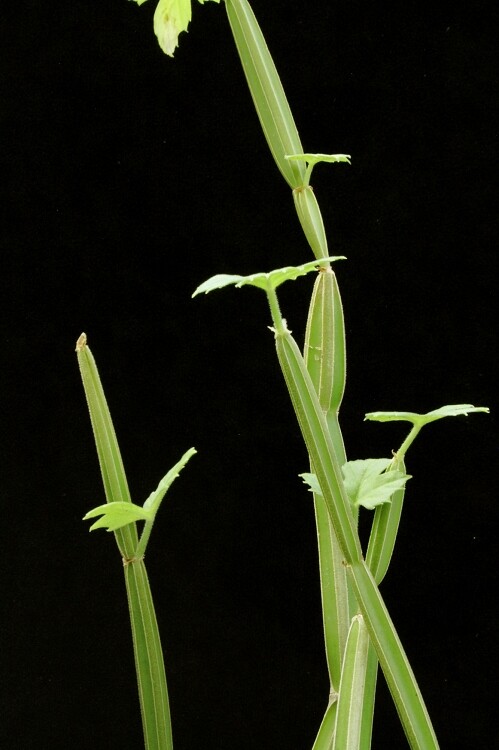 Cissus adeyana
