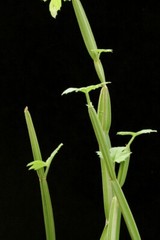 Cissus adeyana