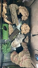reptile supplies