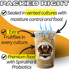 TC INSECTS Golden Hydei Fruit Fly Cultures 4 Pack – 2 Golden Hydei + 2 Hydei