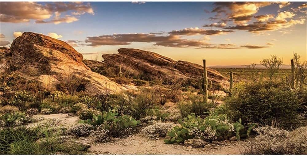 Reptile Habitat Background Blue Sky Oasis Cactus Sun And Desert Terrarium