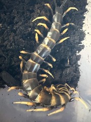 Lava Centipede (Scolopendra subspinipes ‘Piceoflava’) – 8-10 in