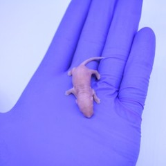 50 Frozen Feeder Mice Large Pinkies -FREE S&H -MiceDirect Rodent Reptiles Pinkys
