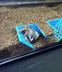 Hermit Crab Tank Decor Underground Tunnel Hideout Cave Hermit Crab Accessories