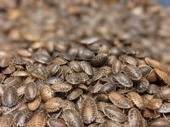 Medium Dubia Roaches – Live Feeder Insects