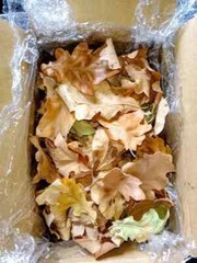 100x Dried Oak leaves natural oak leaf for terrarium Vivarium Fall Autumn decors
