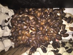 Large dubia roaches