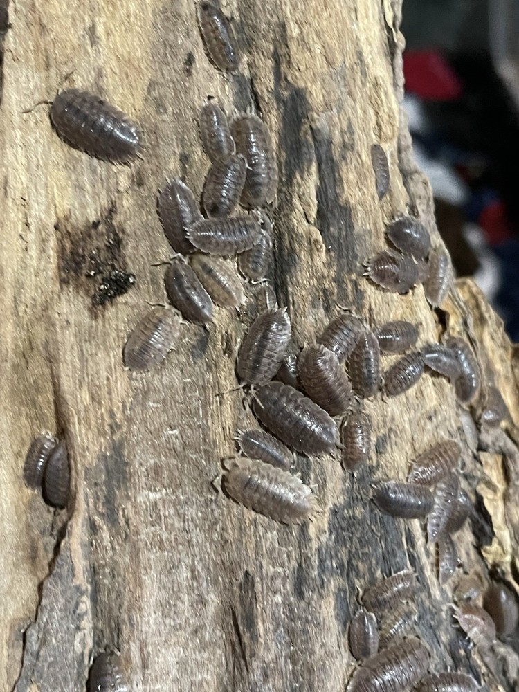 50+ Porcellio Dilatatus Giant Canyon • Live Isopods • Feeders • Cleaner Insects